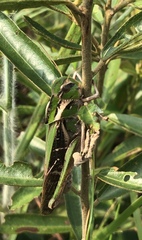 Gastrimargus marmoratus