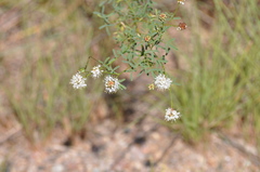 Dalea multiflora