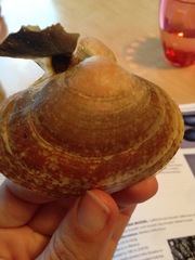 Serripes laperousii
