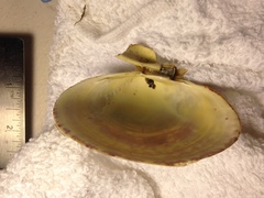 Serripes laperousii