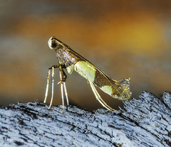 Caloptilia bimaculatella