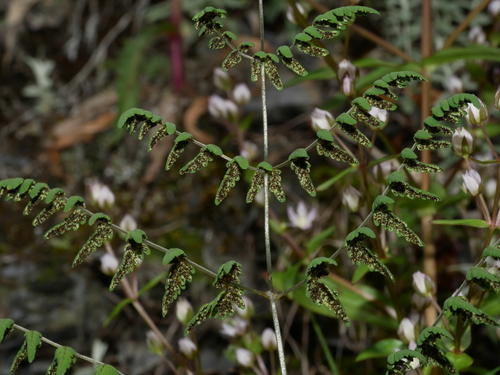 Image of Gymnocarpium Remotipinnatum (Gymnocarpium remotipinnatum) by (c) Jacy Chen, some rights reserved (CC BY)