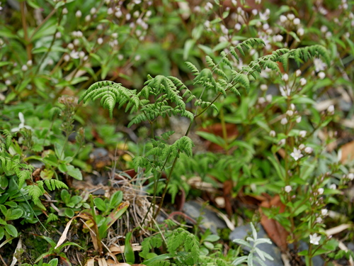 Image of Gymnocarpium Remotipinnatum (Gymnocarpium remotipinnatum) by (c) Jacy Chen, some rights reserved (CC BY)