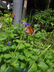 Danaus chrysippus chrysippus