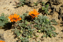 Gazania leiopoda