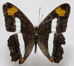 Adelpha iphicleola iphicleola