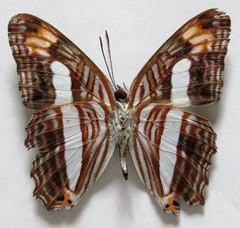 Adelpha iphicleola iphicleola