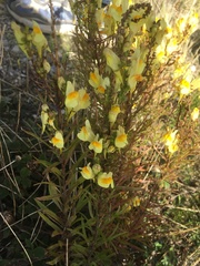 Linaria vulgaris