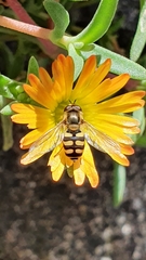 Eupeodes corollae