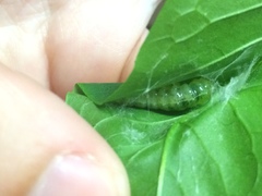 Psara obscuralis
