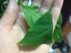 Psara obscuralis