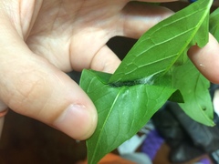 Psara obscuralis