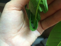 Psara obscuralis