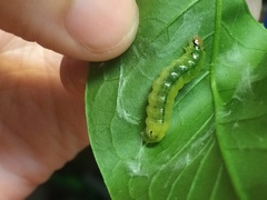 Psara obscuralis
