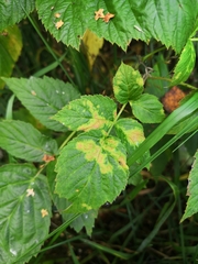 Phyllocoptes gracilis