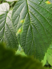 Phyllocoptes gracilis