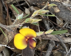 Bossiaea eriocarpa