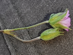 Geranium columbinum