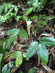 Arisaema grapsospadix