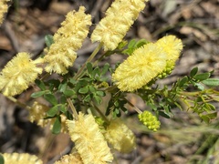 Acacia drummondii