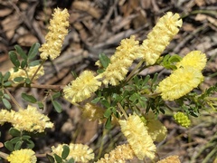 Acacia drummondii