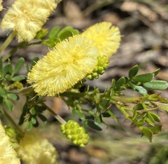 Acacia drummondii