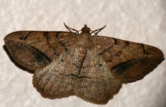 Chiasmia brongusaria