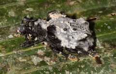 Onychocerus ampliatus