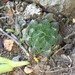 Bristle Haworthia - Photo (c) markberry, some rights reserved (CC BY-NC), uploaded by markberry