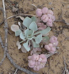 Physaria acutifolia