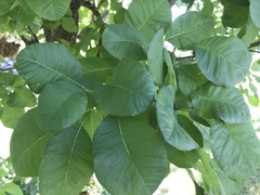 Cotinus obovatus