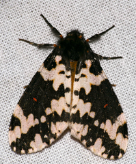 Rhypopteryx rhodalipha