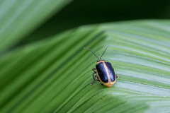 Cacoscelis marginata