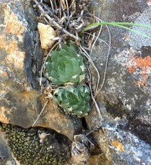 Haworthia cooperi