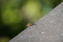 Syrphus ribesii