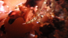 Diaphoreolis lagunae