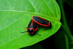 Iphirhina limbata