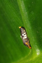 Homalodisca ichthyocephala