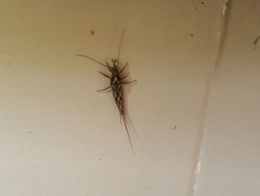 Pedetontus submutans