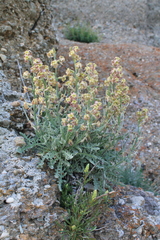Matthiola odoratissima