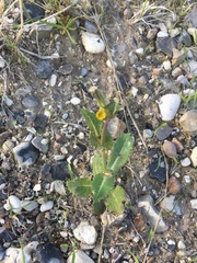 Sonchus
