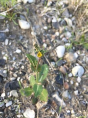 Sonchus