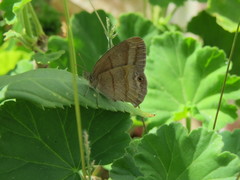 Cyllopsis jacquelineae