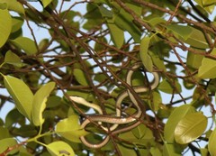 Dendrelaphis