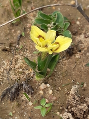 Moraea tricolor