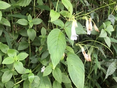 Henckelia anachoreta