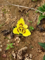 Moraea tricolor