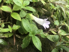 Henckelia anachoreta