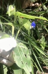 Commelina communis