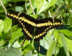 Heraclides thoas brasiliensis